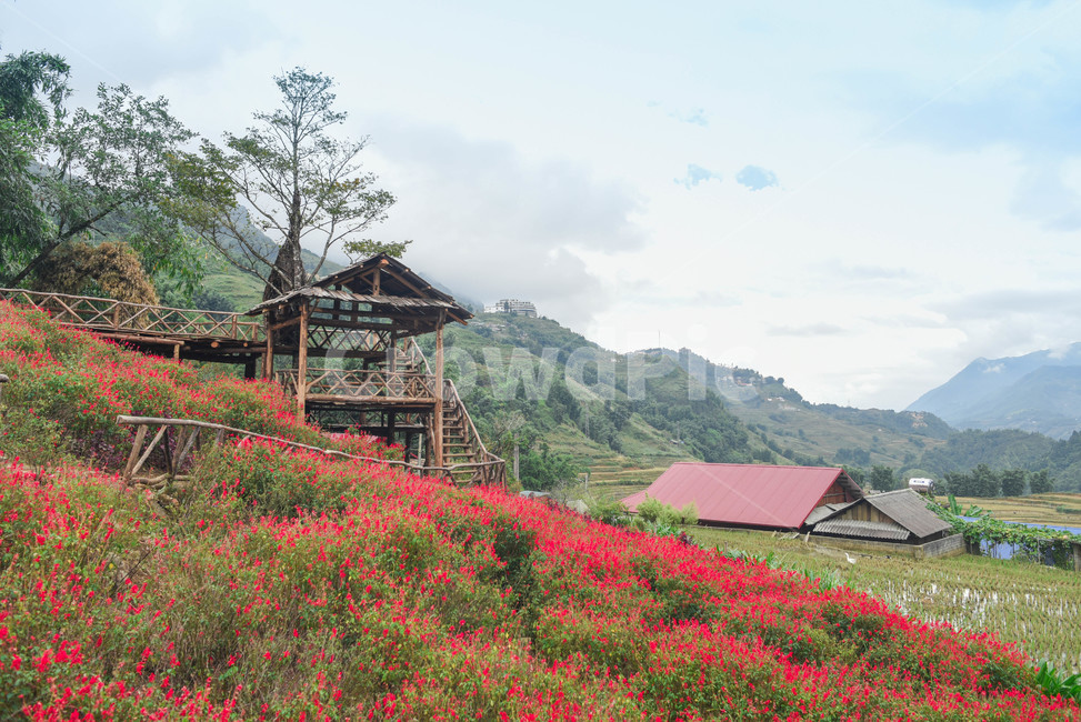 outdoors,옥외,nature,자연,countryside,건물,building,rural,농촌,hut,오두막,꽃