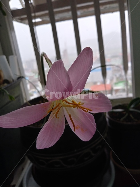 기생란,아름다운,꽃,분홍,예쁜,향기나는