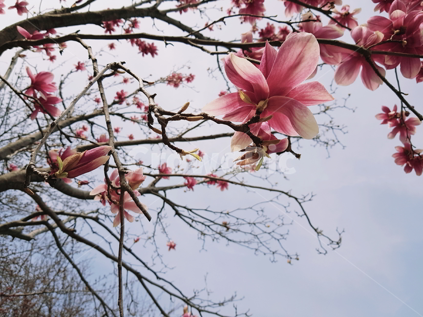 식물,꽃,flower,목련,목련꽃,자연,풍경,식물,자연,plants,nature,꽃,flower