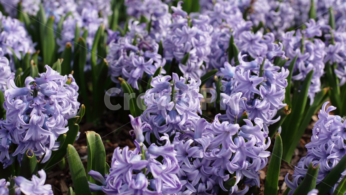 히아신스,plant,식물,flower,꽃,식물,자연,plants,nature,꽃,flower