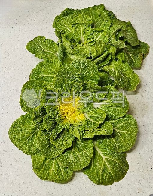봄동,seasonedcabbage,음식,food,쌈채소,채소,vegetable,greenstuff,야채,엽채류,식재료,식품,신선한,건강,신선식품,그린,농산물
