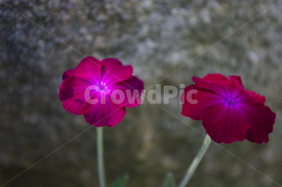 우단동자,꽃,식물,꽃봉오리,flower,식물,자연,plants,nature,꽃,flower