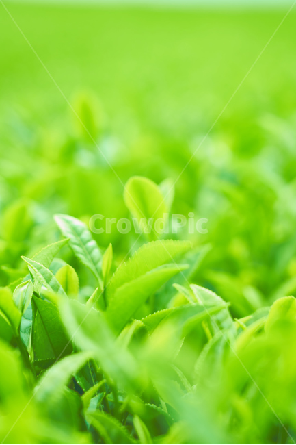 녹차,녹차밭,초록색,그린티,말차,초록,식물,자연,plants,nature,휴식,힐링,rest,relaxation,healing