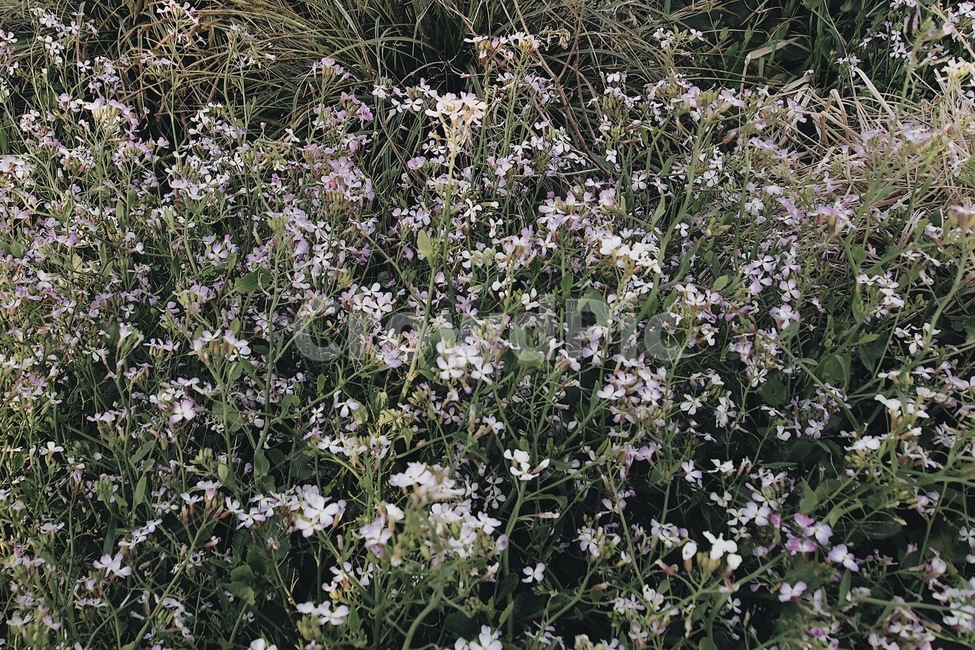 자연,풍경,꽃,감성,들꽃,풀,식물,자연,plants,nature,꽃,flower