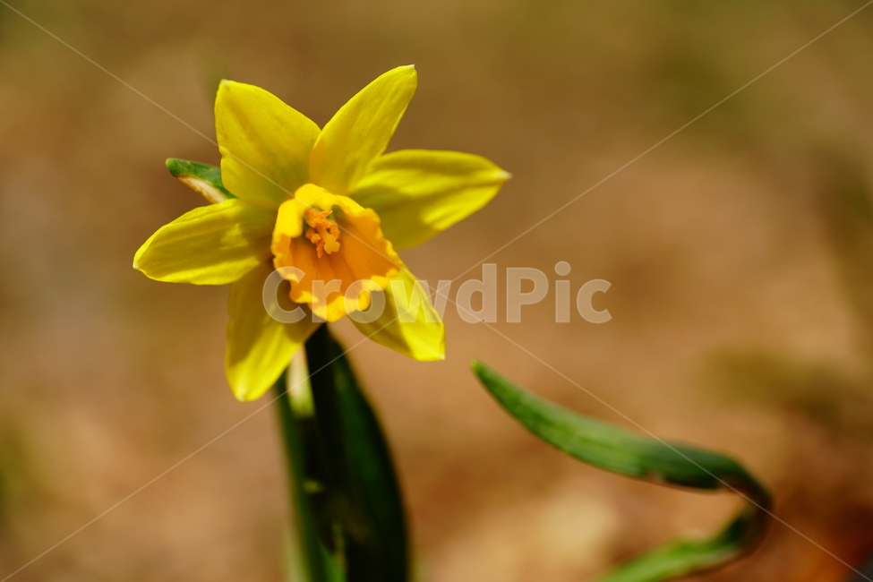 수선화,한국자연,꽃,꽃사진,플라워,flower,봄,봄꽃,spring,식물,plants,자연,nature,풍경,landscape,계절,season,snap,스냅,접사,macro,closeup,클로즈업,감성사진,감성,힐링,healing,느낌,feel,feeling,꽃밭,화단,나무,나뭇가지,tree,꽃봉오리,4월,April,봄,계절,spring,season,식물,자연,plants,nature,꽃,flower,plant,blossom