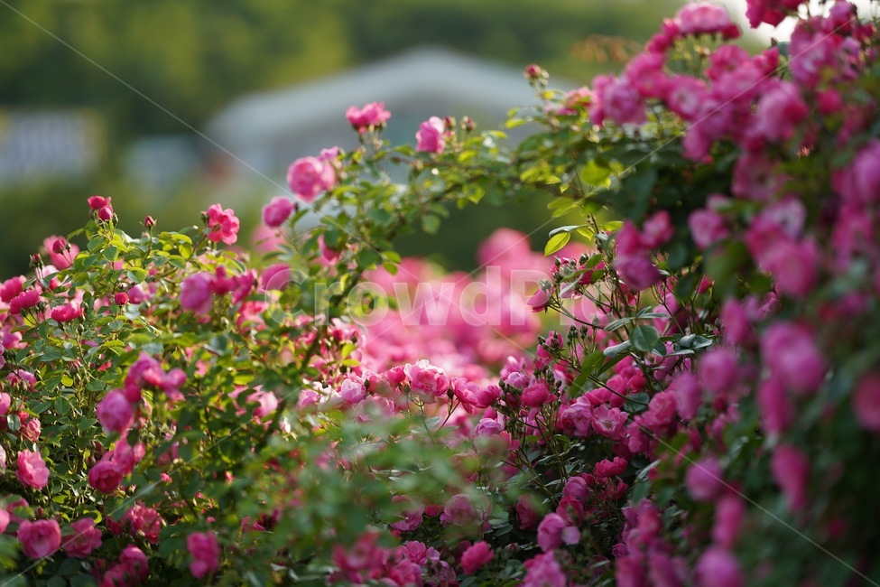 장미,꽃,분홍꽃,rose,flowe,r붉은,빨간색,아웃포커스,감성,보케,자연,색감,식물,자연,plants,nature,꽃,flower