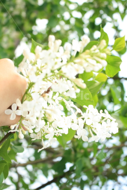 라일락,꽃,마당,봄,감성,봄,계절,spring,season,식물,자연,plants,nature,꽃,flower,plant