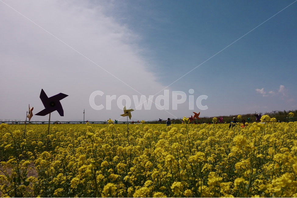 봄,유채,유채꽃,하늘,바람개비,꽃,자연,노랑노랑,봄,계절,spring,season,자연,풍경,nature,landscape,한국자연풍경,한국자연경관,korea nature landscape,식물,plants,꽃,flower,field,들,outdoors,옥외,grassland,목초지,human,인간,person,사람