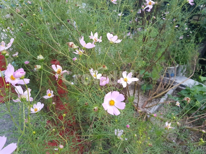 코스모스,분홍꽃,분홍색,분홍,식물,풀,잡초,식물,자연,plants,nature,꽃,flower