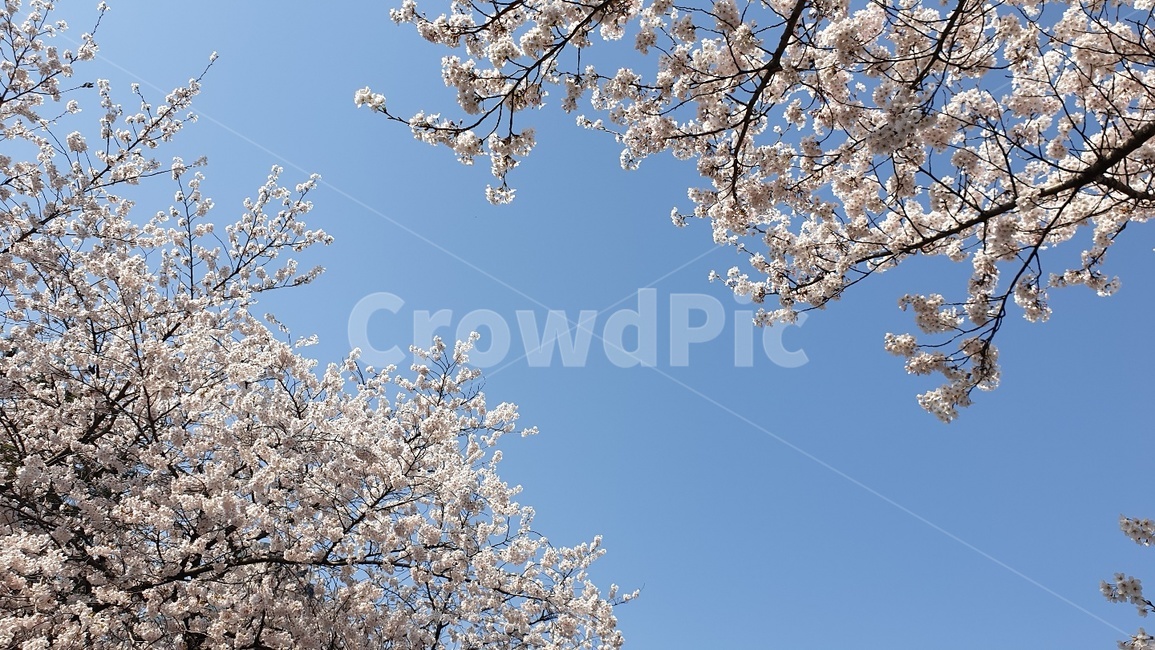 벚꽃,하늘,봄,힐링,치유,자연,푸르른,나무,봄,계절,spring,season,자연,풍경,nature,landscape,plant,식물,flower,꽃,cherry blossom,blossom