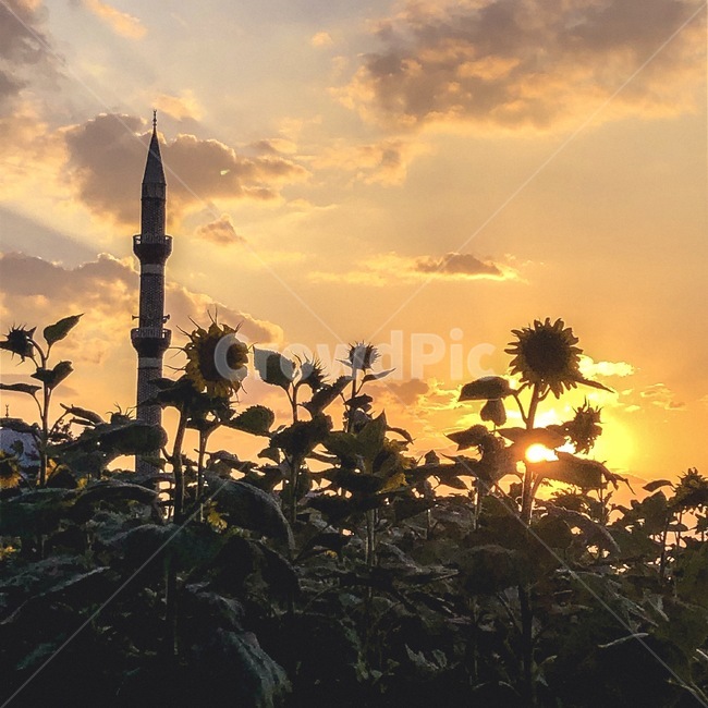 sunflower,해바라기,꽃,일몰,선셋,sunset,sky,flower,light,sunlight,sun,플레어,flare,건물,building,둥근천장,architecture,건축물,자연,nature,빛,outdoors