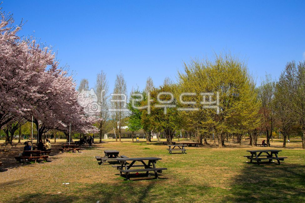 서울숲,숲,공원,테이블,벤치,인간,옥외,자연,나무,식물,꽃,벚꽃,bench,tree