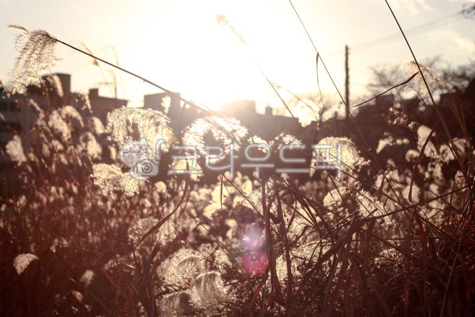 플레어,flare,따듯한,가을,korea,배경,light,빛,sunlight,reed,자연,nature,outdoors,sky