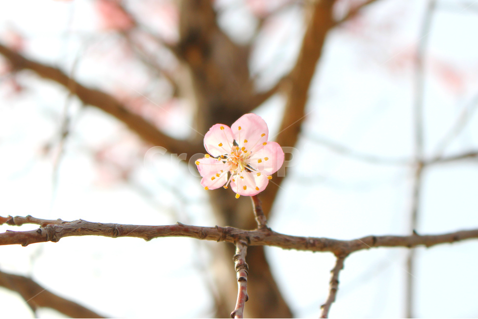 감성사진,봄,풍경사진,매화,꽃,하늘,자연,풍경,daily,flower,pink,spring,봄,계절,spring,season,식물,자연,plants,nature,꽃,flower,plant