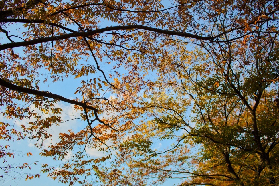 나무,낙엽,식물,하늘,구름,가을,계절,fall,autumn,season,tree,plant,tree trunk,나무 줄기