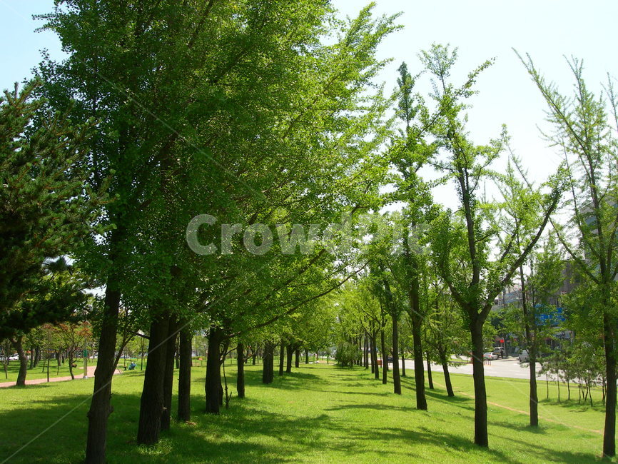 나무,숲,자연,휴식,힐링,초록,tree,forest,nature,rest,healing,green