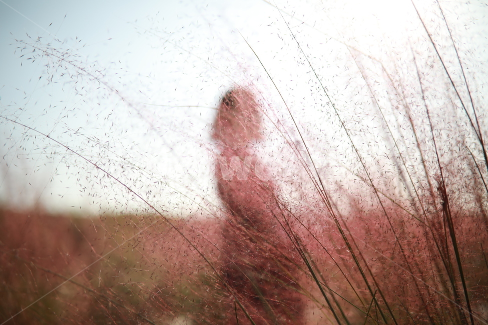 모델,실루엣,핑크뮬리,나리공원,양주,가을,계절,fall,autumn,season,식물,자연,plants,nature,사람,인물,인간,human,person,인물실루엣,사람실루엣,character silhouette,human silhouette,감성,sensible,feeling