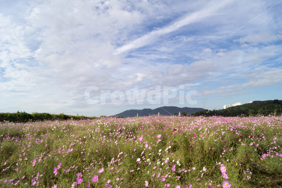 하중도,하늘,꽃,코스모스,꽃밭,자연,풍경,nature,landscape,grassland,목초지,field,들,outdoors,옥외,rural,농촌,farm,농장,meadow