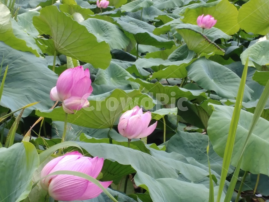 연꽃,수련과,lotus,수련,물풀,수단화