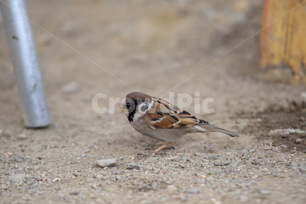 참새,새,텃새,참샛과,조류,bird,sparrow