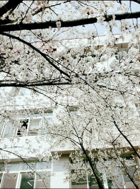 꽃,나무,학교,봄,하늘,자연,창문,낮,아침,여주,세종고,plant,식물,cherryblossom,벚꽃,blossom,flower,꽃,flower,나무,trees,wood