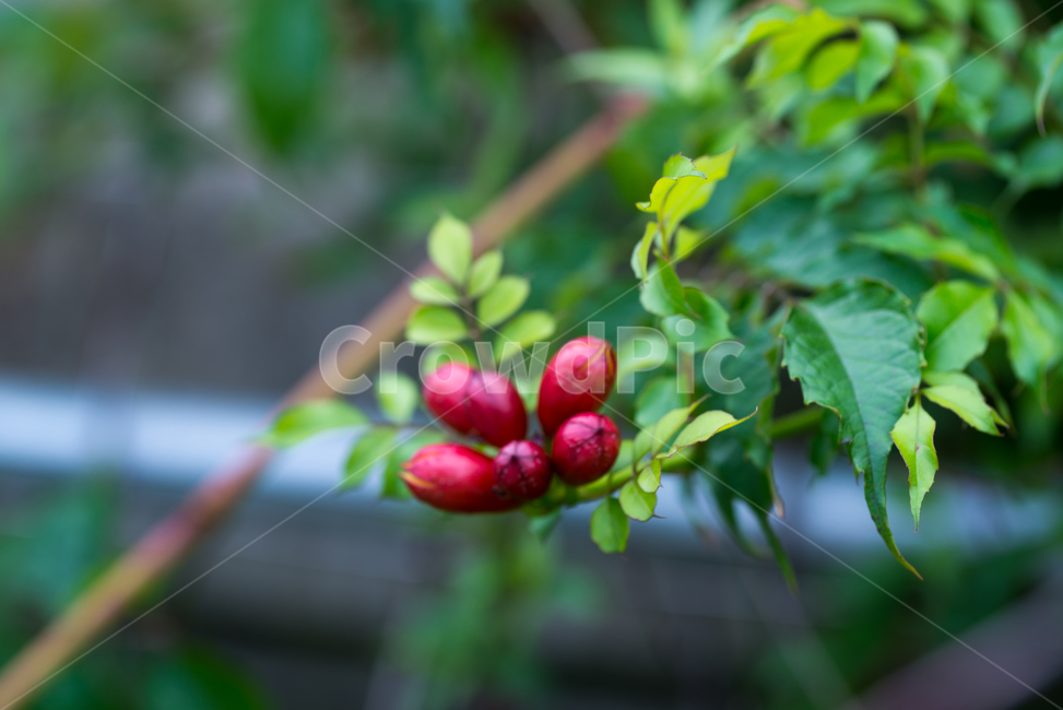 여름꽃,빨간꽃,능소화,미국,미국능소화,꽃,flower,야생화