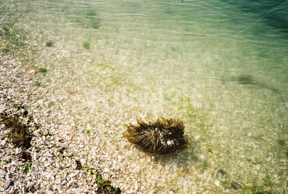 바다,산호초,해변,바닷가,파도,자갈,필름사진,투명한바다