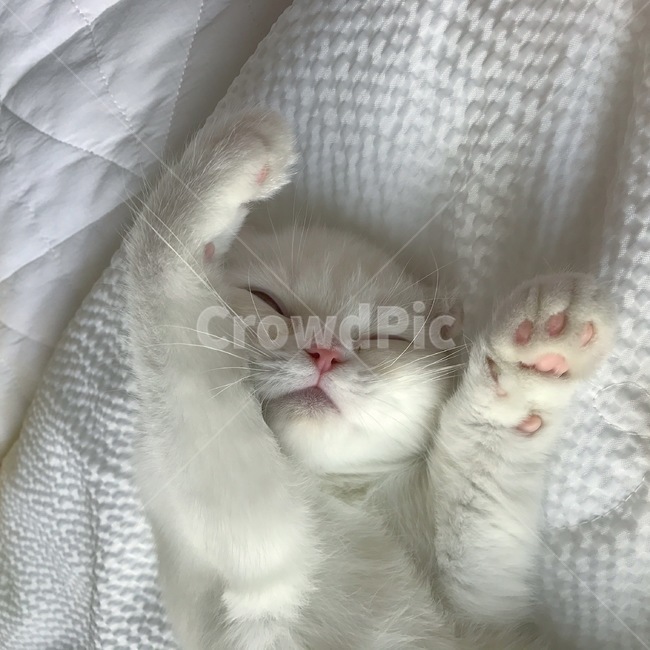 고양이,cat,스코티쉬폴드,집사,감성,동물,animal,포유류,mammal,고양이,cat,kitten,kitty