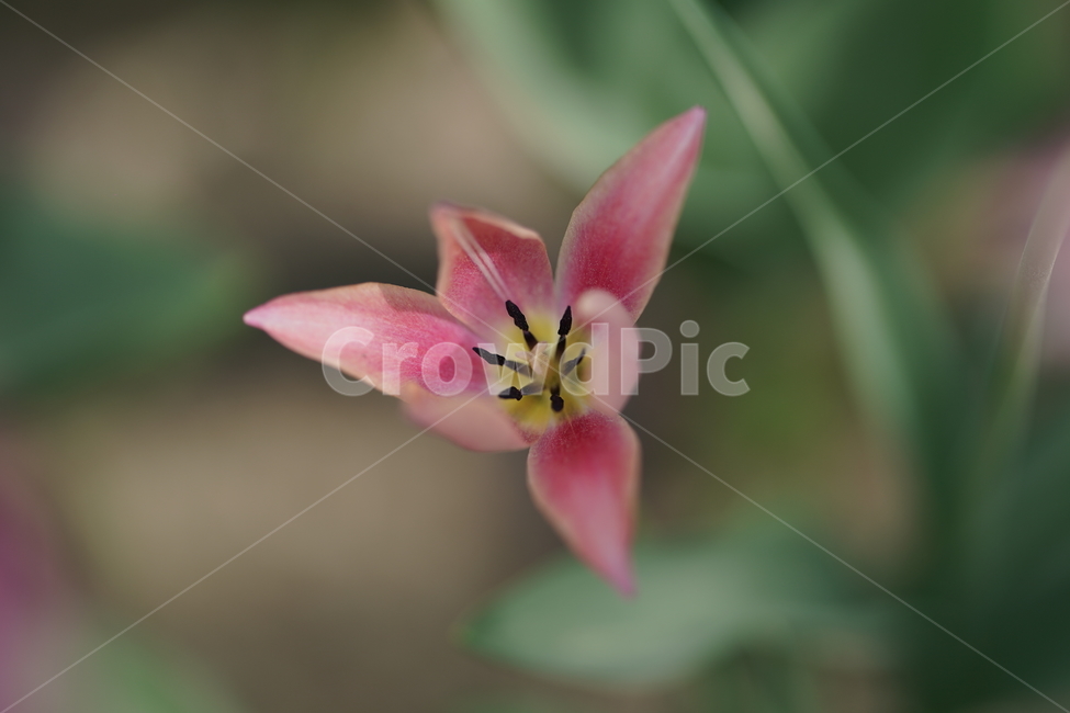 튤립,꽃,수목원,자연,핑크,식물,자연,plants,nature,꽃,flower