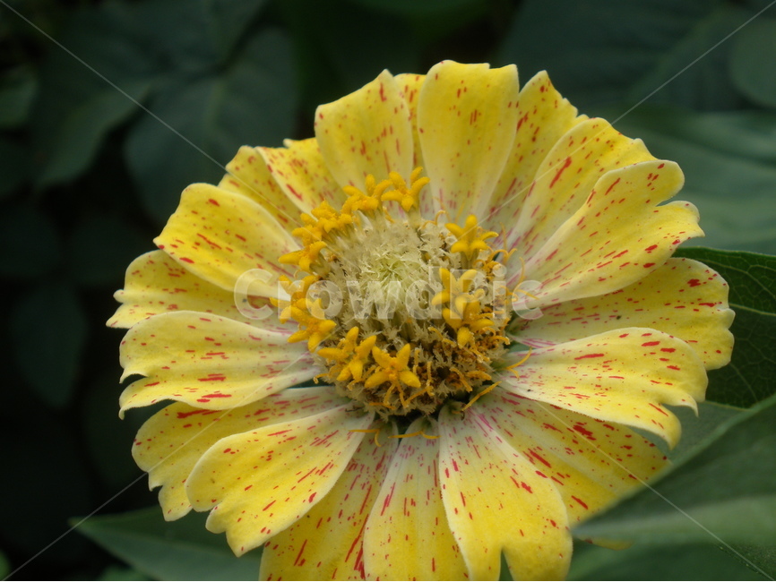 봄,꽃,노랑,백일홍,아웃포커스,봄,계절,spring,season,식물,자연,plants,nature,꽃,flower,plant