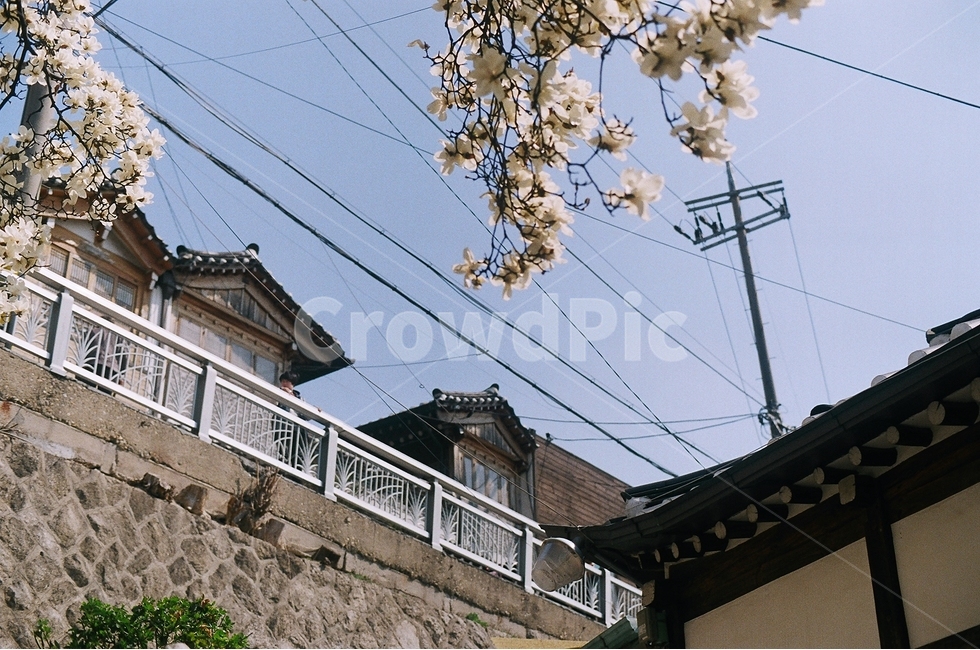 전봇대,꽃,한옥,담벼락,기와집,봄,계절,spring,season,한국전통,한국문화,korean traditional,korean culture,건축물,건물외관,exterior,building,structure,architecture,construction