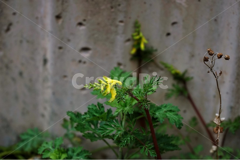 봄,봄꽃,산괴불주머니,노랑색,주머니모양,corydalisspeciosa,식물,자연,야생화,괴불주머니