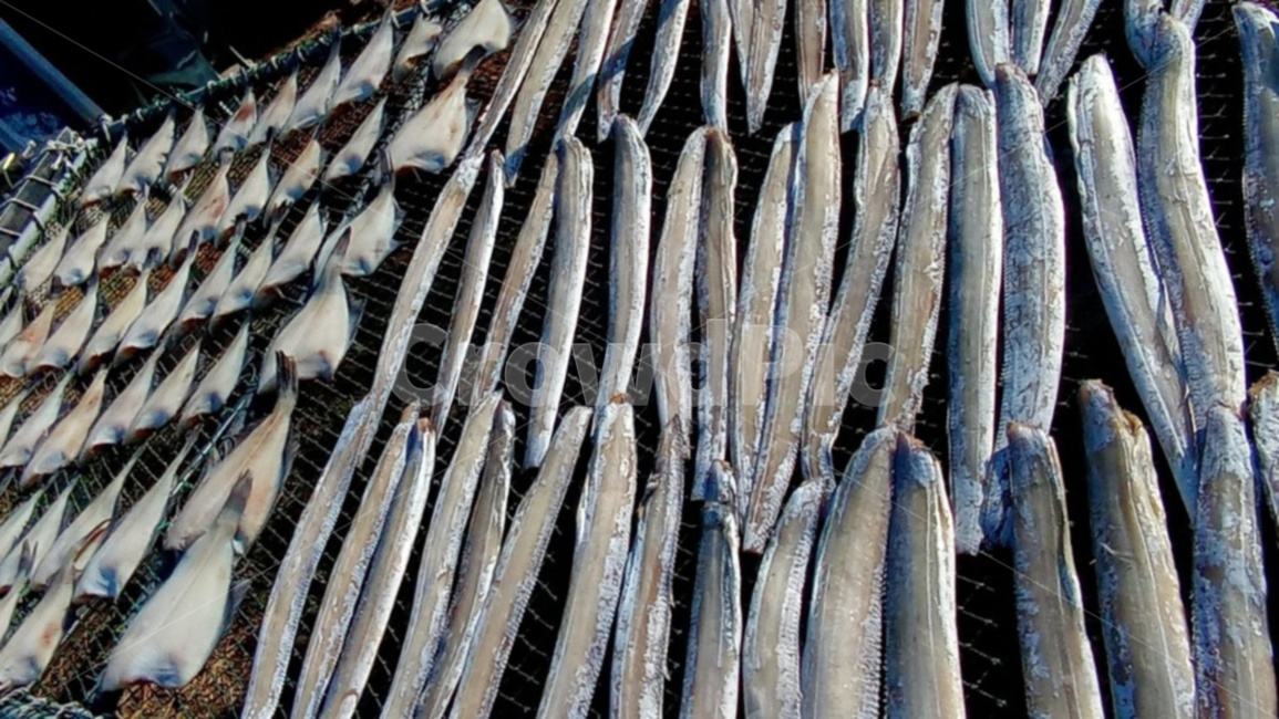 갈치,어류,생선,음식,바다생선,수산물,해산물,fishery products,seafood