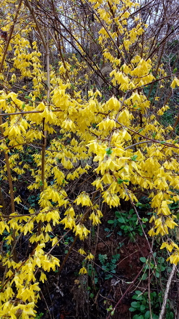 개나리,꽃,개나리꽃,노란색꽃,봄꽃,plant,blossom,flower
