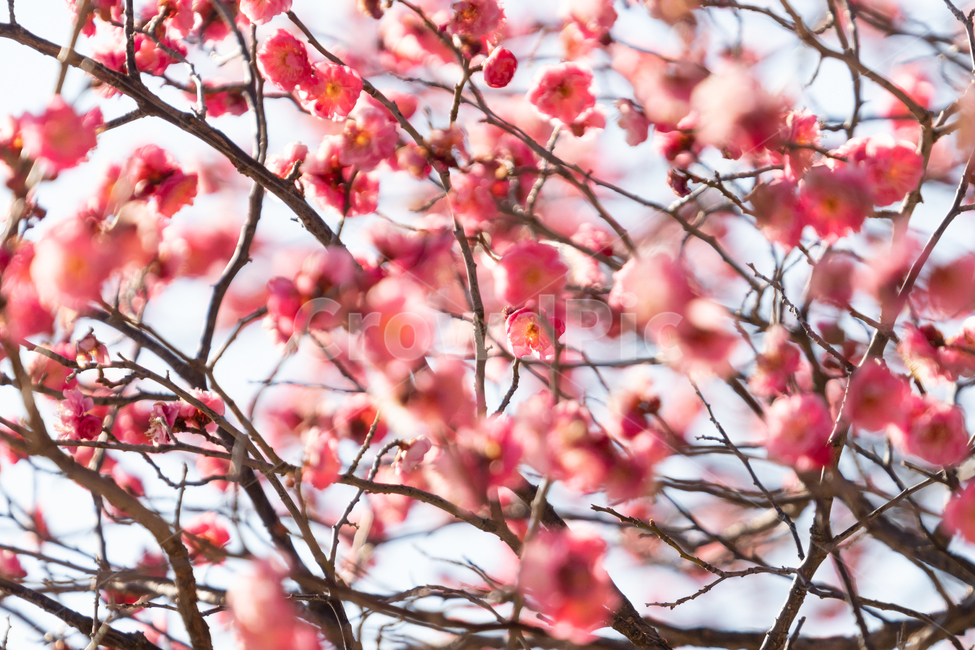 봄,매화,홍매화,나무,꽃,봄꽃,봄,계절,spring,season,식물,자연,plants,nature,꽃,flower,plant
