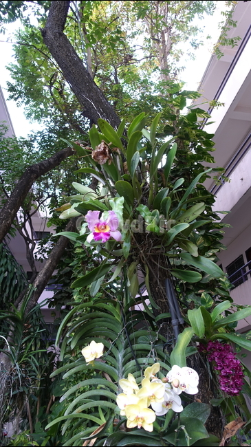 plant,식물,blossom,꽃,flower,난초,난꽃,orchid
