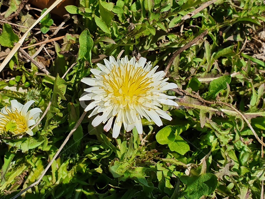 하얀민들레,민들레,꽃,예쁜,자연,식물,초록,흰색,하얀색,노란색,flower
