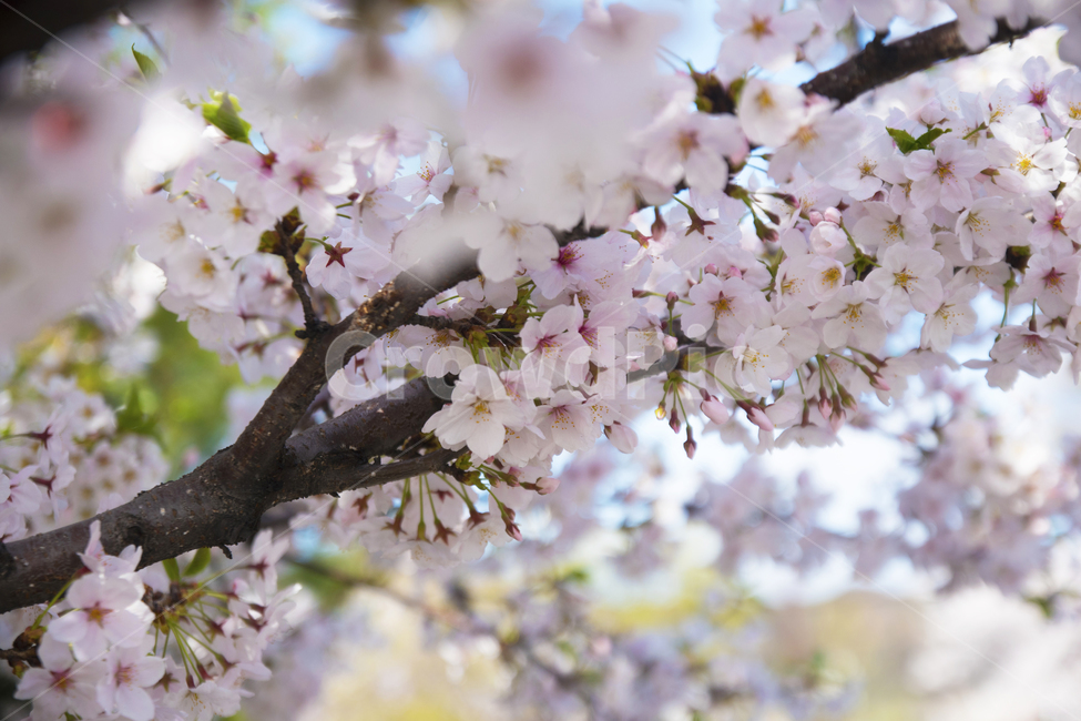 벚꽃,꽃,봄,하늘,봄꽃,봄,계절,spring,season,식물,자연,plants,nature,꽃,flower,plant,blossom