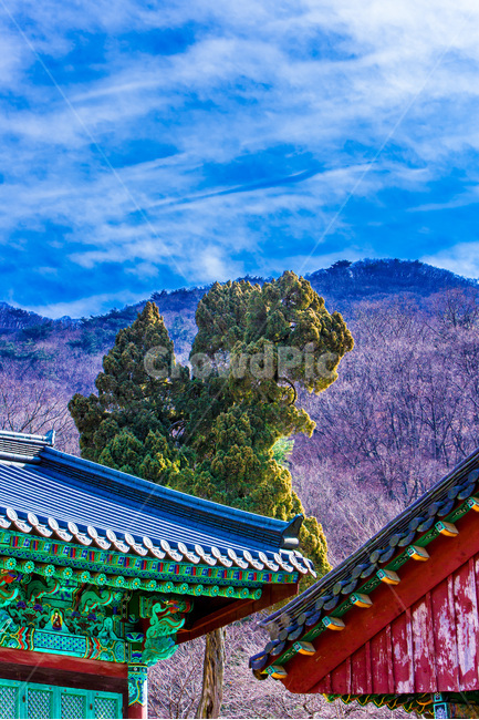 단청,문양,사찰,무늬,고찰,기와,한국전통,한국문화,korean traditional,korean culture,건축물,건물외관,exterior,building,structure,architecture,construction