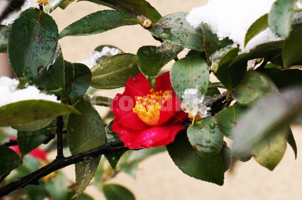 동백,눈,꽃,겨울,동백꽃,식물,자연,plants,nature,꽃,flower