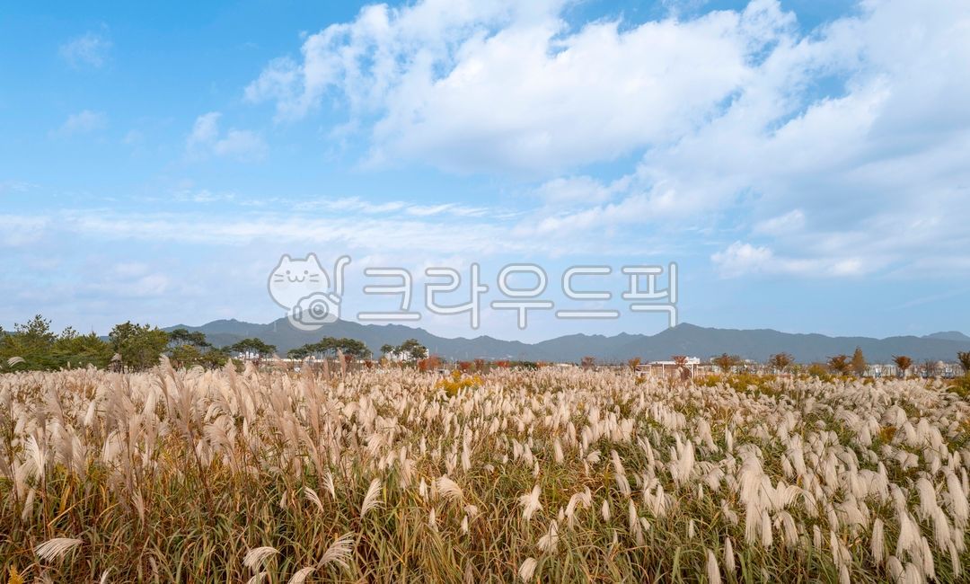 억새,억새밭,억새꽃,단풍,하늘,가을하늘,들,들판,산,구름,억새축제,공원,생태공원,가을