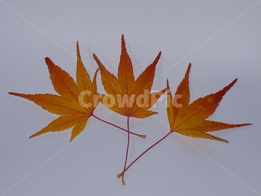 가을,단풍,나뭇잎,단풍잎,낙엽,잎,leaf,식물,나무