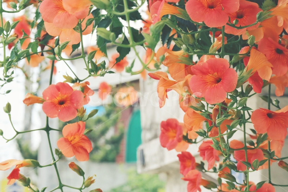 능소화,꽃,flower,식물,plants,식물,자연,plants,nature,꽃,flower,감성,sensible,feeling