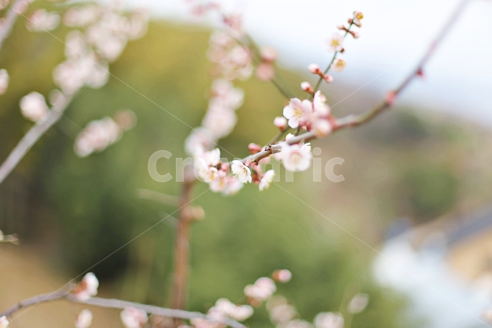 하동,hadong,매화,매화축제,매화꽃,꽃,flower,봄,계절,spring,season,식물,자연,plants,nature,꽃,flower,plant