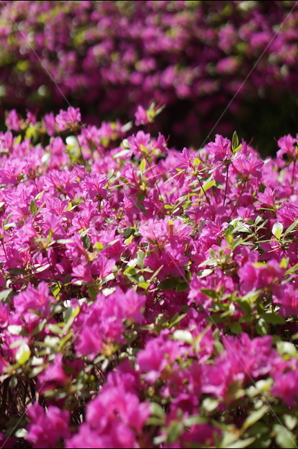 영산홍,핑크,빛,연두잎,따스함,식물,자연,plants,nature,꽃,flower