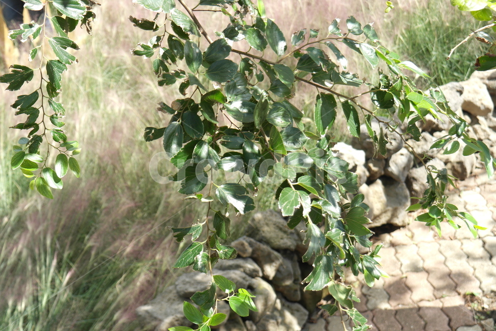 자연,나무,억세,하늘,햇살,갈대,풀,식물,풍경,식물,자연,plants,nature