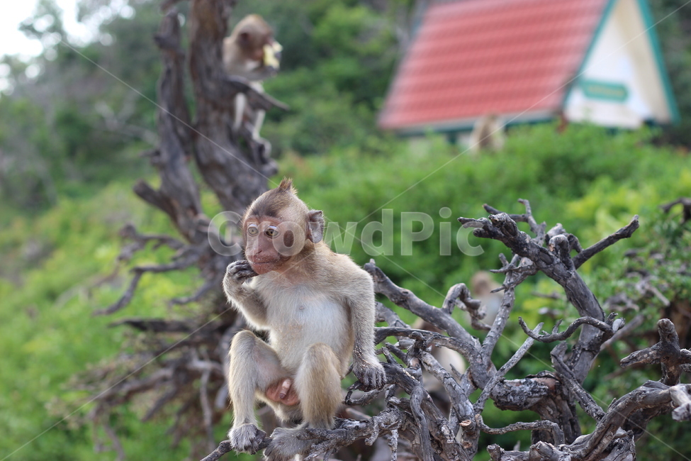 포유류,야생동물,animal,monkey,원숭이,wildlife,동물,동물,animal,포유류,mammal