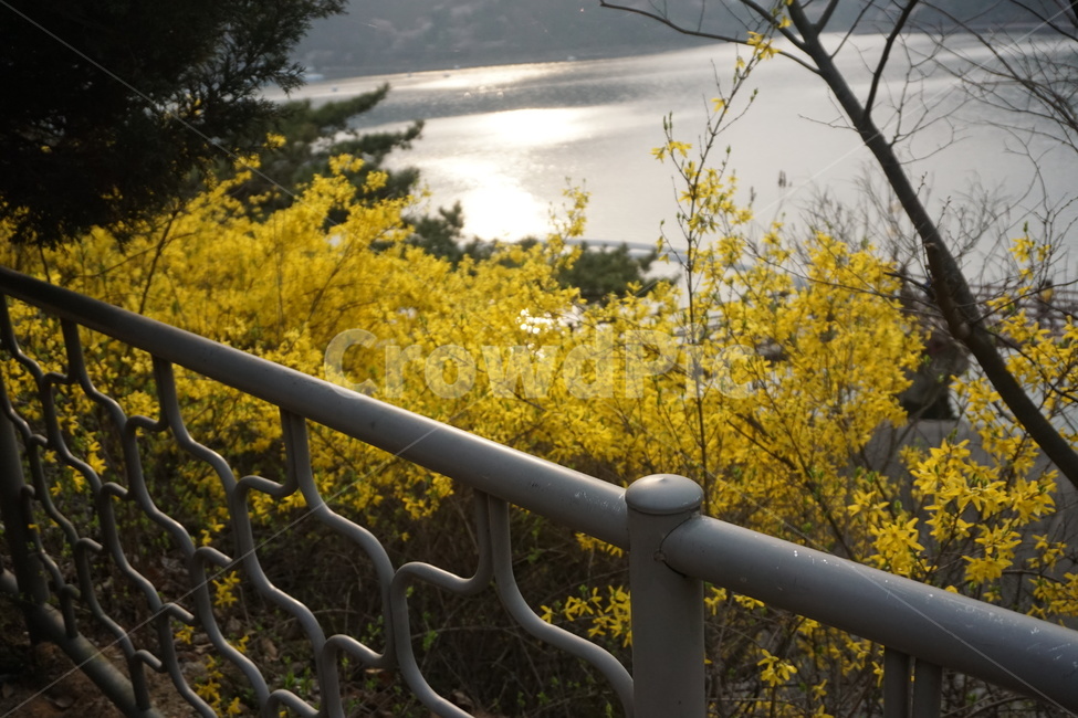 봄,개나리,꽃,저수지,산책길,spring,flower,봄,계절,spring,season,자연,풍경,nature,landscape,handrail,난간,banister,railing