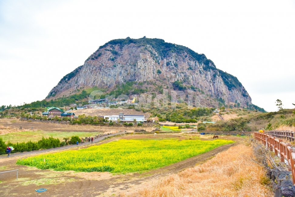 Yongmeori Coast,jeju island,rape flower,Jeju Island scenery,Olle trail,Sanbangsan Mountain,Hamel