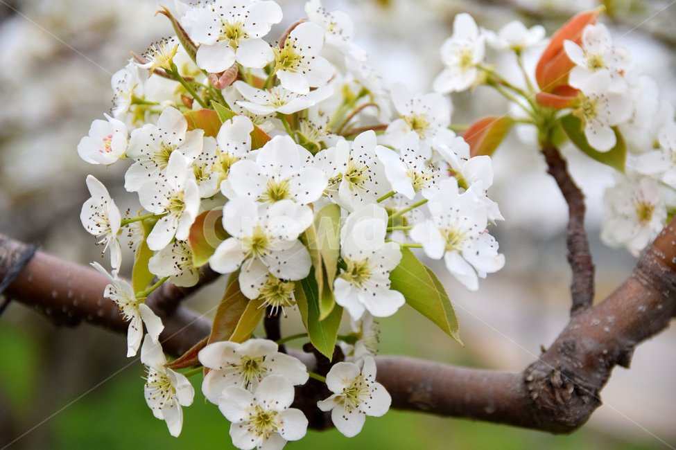 배,배꽃,흰꽃,배나무,하얀꽃,pear,peartree,pearflower,flower